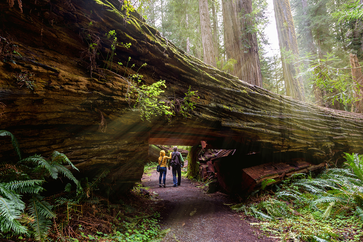 TALL TREES GROVE LOOP TRAIL